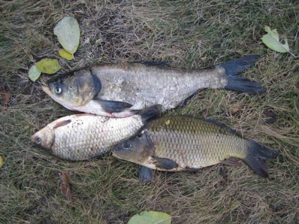 Плавал не долго - костюм дал течь. Но охота удалась. Толстолобик, карпик и карась попались на кукан.