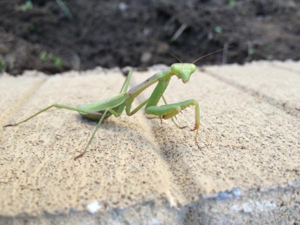vinv's tweet photo. Handsome fellow... http://t.co/TlMIdAls