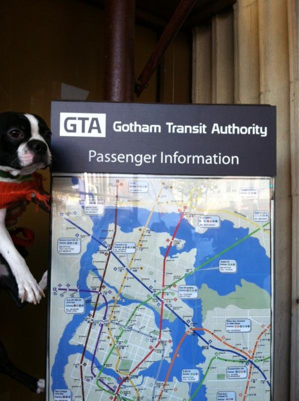 OhMyMilo's tweet photo. here I am on the set of the new batman movie. yup, all in days work of a stunt dog! http://t.co/Qy2ZFrhy
