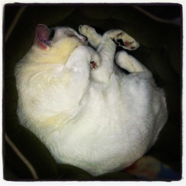 Pfeffernusse's tweet photo. I iz so snuggly. http://t.co/sca0ryd2