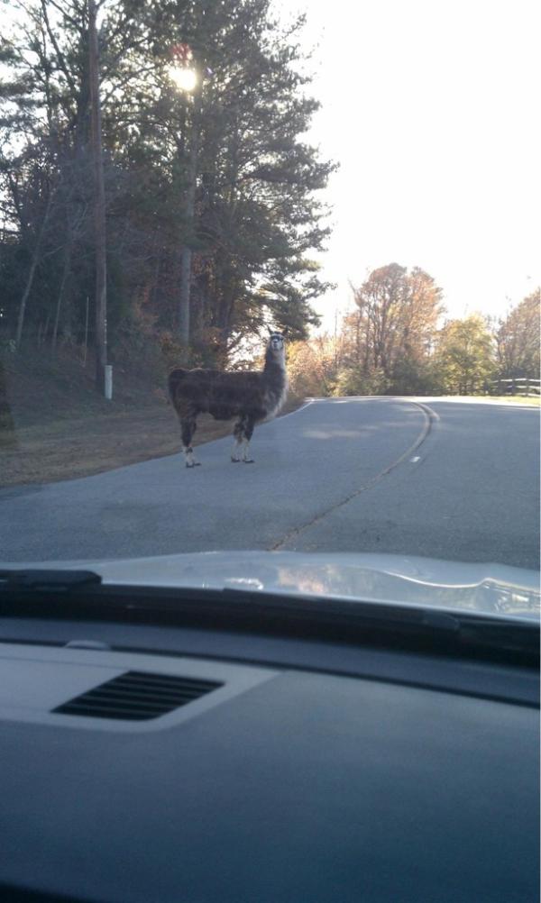 hannaswagtime's tweet image. ALPACA ON DORRIS RD. HAS A MAD CASE OF DERPIES #miltonproblems