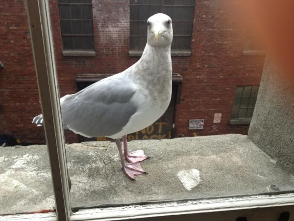 mleventi tweet media