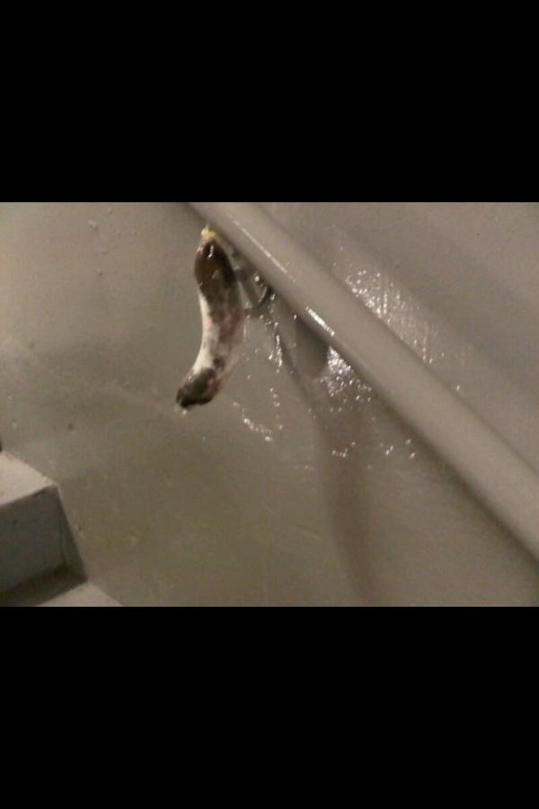 sarahgray2's tweet image. Hahaha middle of the night #resproblems