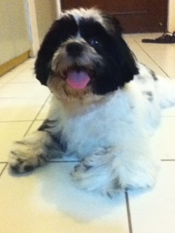 erineeman's tweet photo. “@djjanice891: My boy wants to do your girl! :) @erineeman @myncierto http://t.co/NNQNgiBh” Not happening. I forbid it.