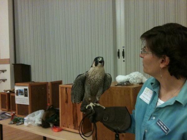 Horizon Wings visiting today w/ Birds of Prey. Teaching students how to help protect them. #Peregrine Falcon