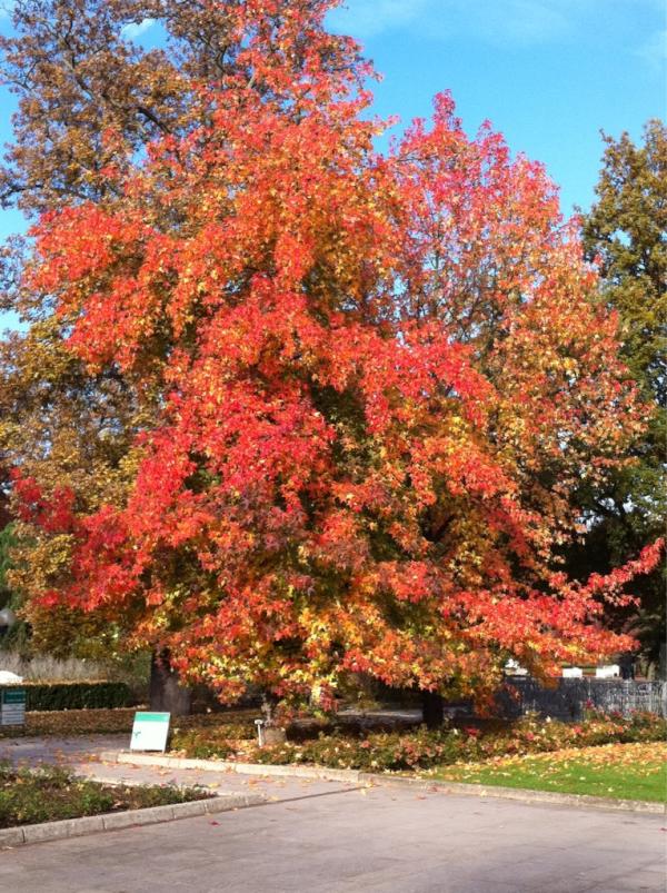 tomatobcn's tweet photo. フランクフルトの紅葉。120点でした。 http://t.co/spP5qp7k