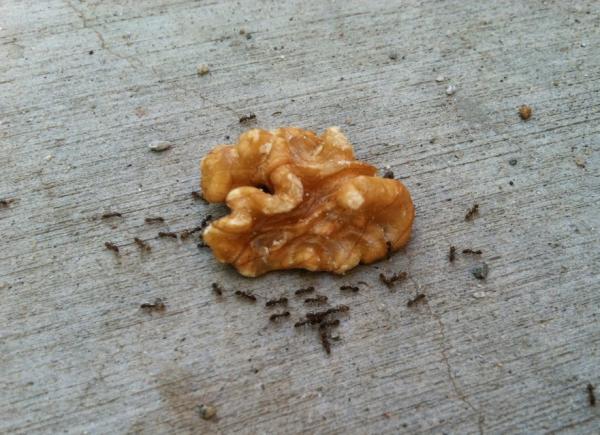 MarkSaul's tweet image. These ants are totally occupying walnut. #OWNut