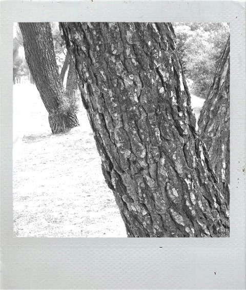 susverdu's tweet photo. el bosque donde vivo. http://t.co/Sn5DKwu8