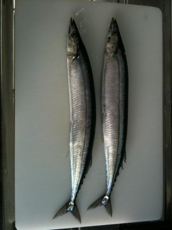 from_saico's tweet photo. 秋刀魚2尾を、捌く前にまじまじと眺めてみた。意外と個性あるのね、下の子は猫背です。 http://t.co/Q3Mevbzs