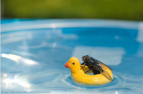 FlyOnDaCeiling's tweet photo. @ElephantinCourt lol usin mom as a slide . hahaha we dont do that in the Fly family =0 my son learnin 2 swim http://t.co/ua3l7r7B