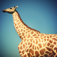 winwinsheep's tweet photo. http://t.co/lKMd4DMh