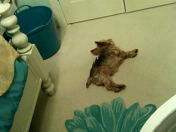 getontheCourt's tweet image. my dog looks dead #sleepsallday