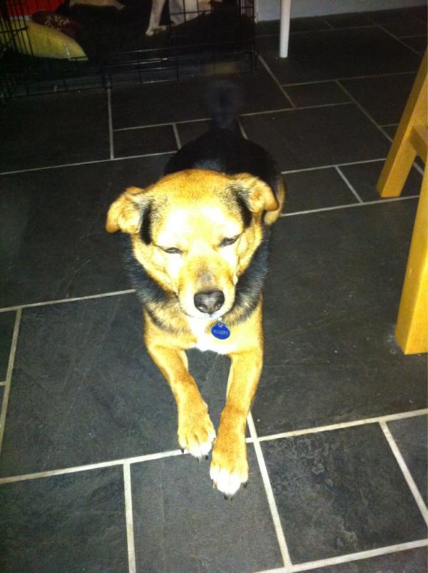 TazzTheDog's tweet photo. Morning all http://t.co/ZbrwxQay