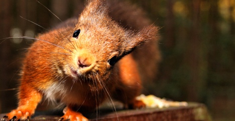 Stray_Squirrel tweet picture