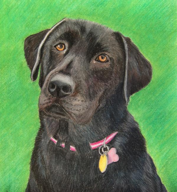 feltham_art's tweet photo. Look, it's Harley :) Such a cutie. http://t.co/cKNLplrL