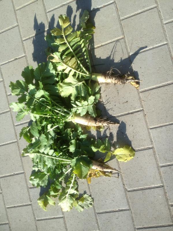 mpehlemann's tweet photo. http://t.co/d89S4890