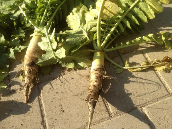 mpehlemann's tweet photo. @ScoutingFields. Planted September 1st in dry ground. http://t.co/uiEyQjkQ