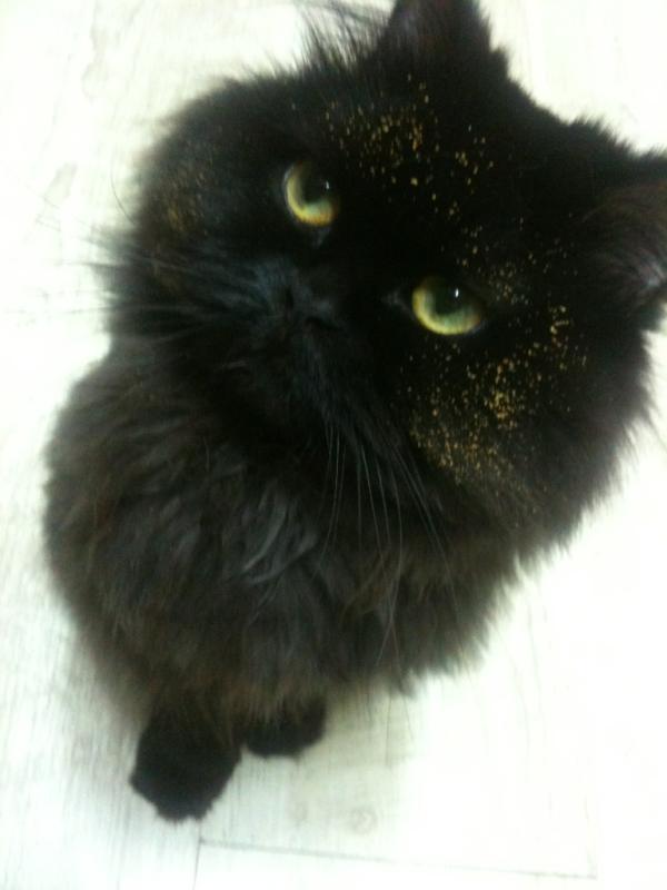 miore03's tweet photo. 사료 먹었다고 ㅋㅋ 보고하나??ㅋㅋ http://t.co/6KoD30Wx
