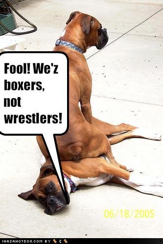 BoxerDogBlog's tweet photo. Haha! 

http://t.co/obsxuSwN http://t.co/0malQWzN