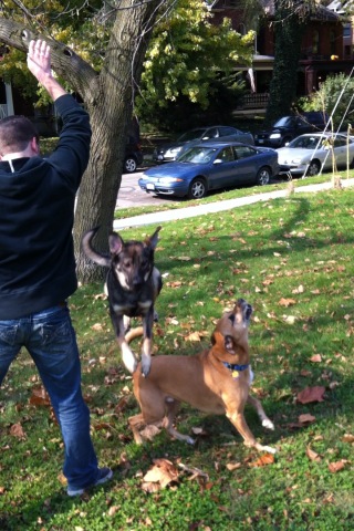 joedippy's tweet image. Bruno flies