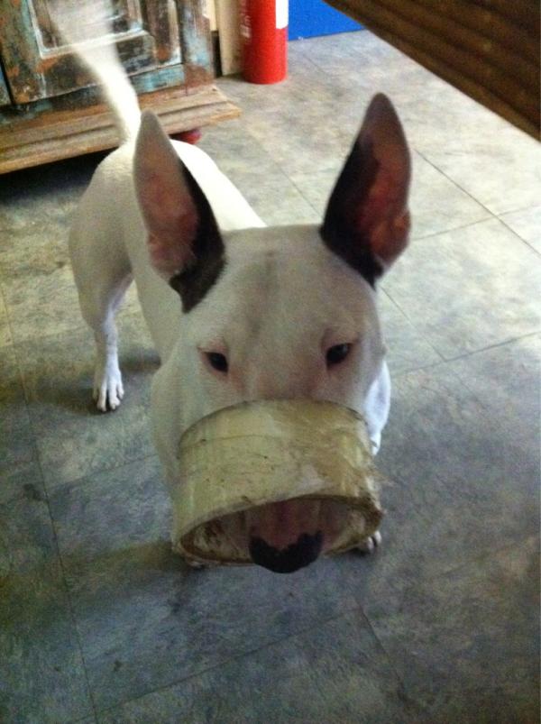 Intosofa tweet media