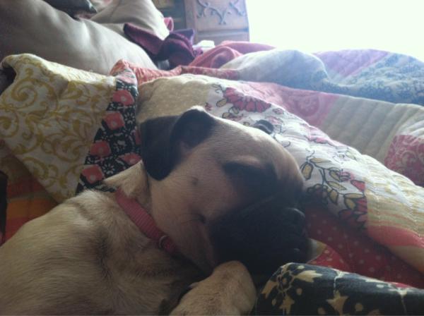 Cutest dog in the whole world
