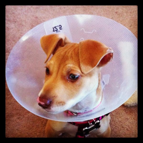 MsAndieAnderson's tweet photo. Poor puppy had to get the cone of shame haha http://t.co/H5dyWk2J