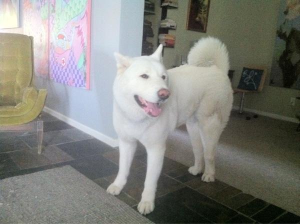 ThisIsTerrence's tweet image. Sup Dogg?