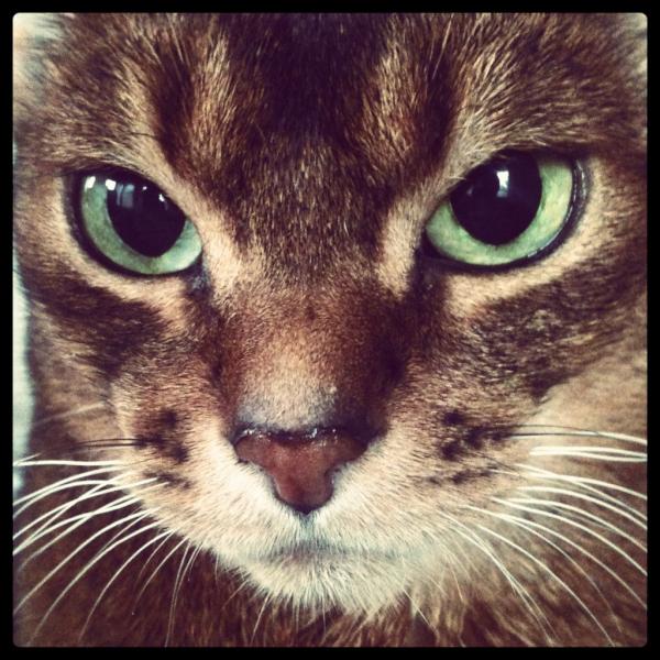 pennifur's tweet photo. (con't) over this account. She is a 6 year old ruddy Abyssinian. Please welcome Penny! #RIPsmokeytcat #welcomePenny http://t.co/gfIcLqxk