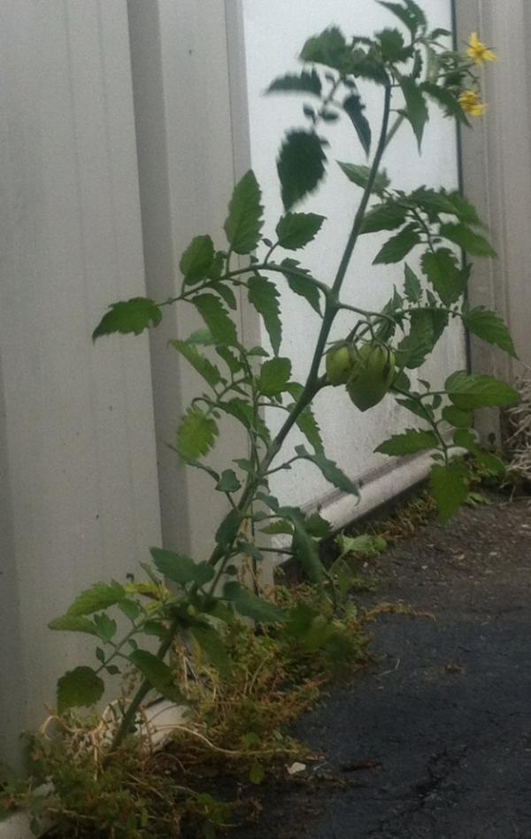 The Pepperoni Grill is growing by leaps and bounds and we cant help busting through the cracks at times. OutBackThanks!