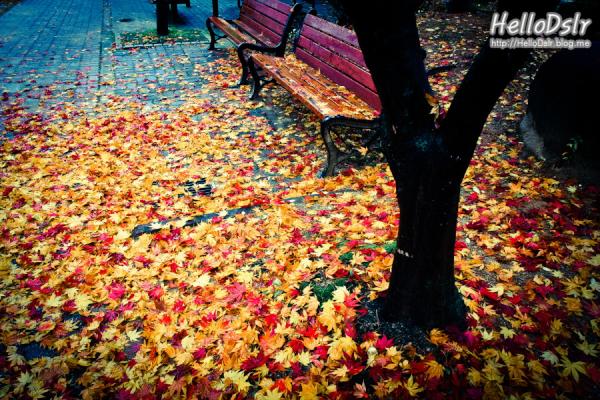 HelloDslr tweet picture