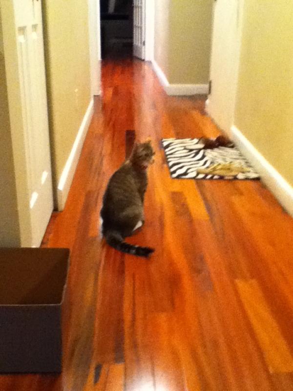 erinyes412's tweet photo. exploring the hall way http://t.co/KfzxZwBp