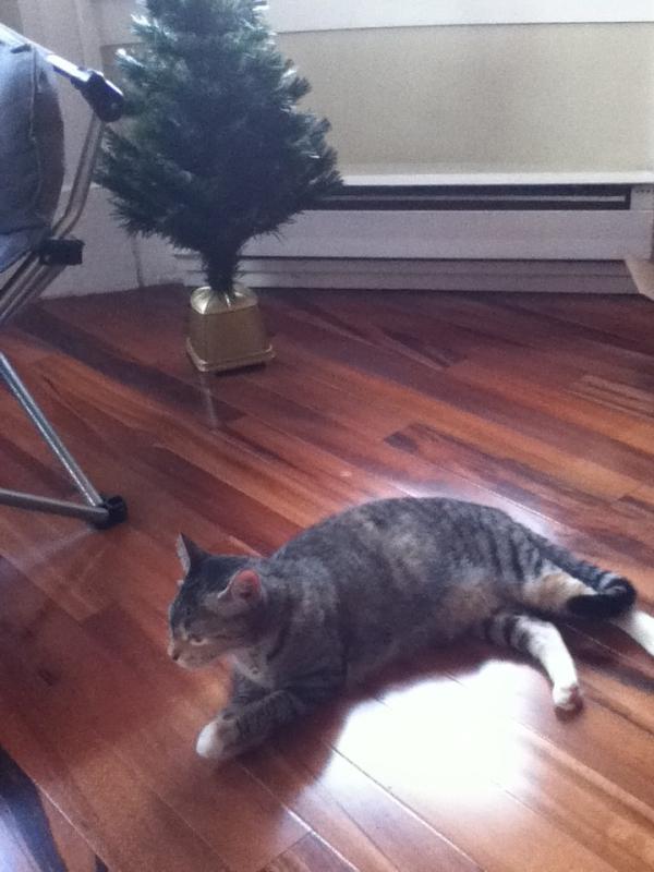 erinyes412's tweet photo. hanging around our Christmas tree!! just put it up today ha http://t.co/hcW3iR2J