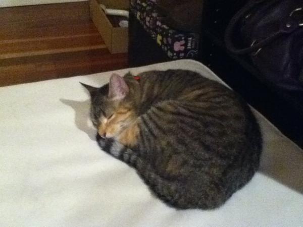 erinyes412's tweet photo. falling asleep on the cushion in the living room http://t.co/r1w8cuix