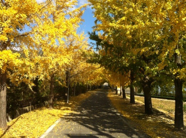 yoonsemin's tweet photo. 집에 도착해서
30분째 차안 ~
음악도시들으며 있는 시간 너무 좋아 http://t.co/MTMeRsSE