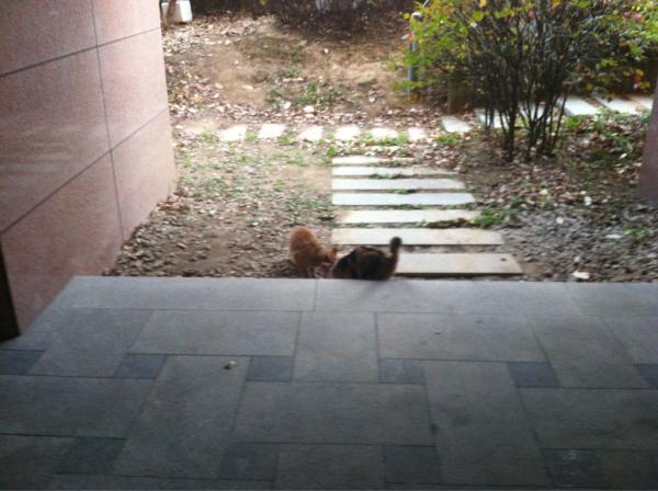 Jyoung7717's tweet photo. 집랖 길고냥이 A가 밥달라고 말을시켰다.안된마음에 ���치한캔 뜯어주었더니 가족으로 추정되는 B 와 C와 함께 먹었다. 나 고양이 안좋아하는데.. 왜그랬을까.
너무 추워서 안되보였나. http://t.co/SCQbGV8L