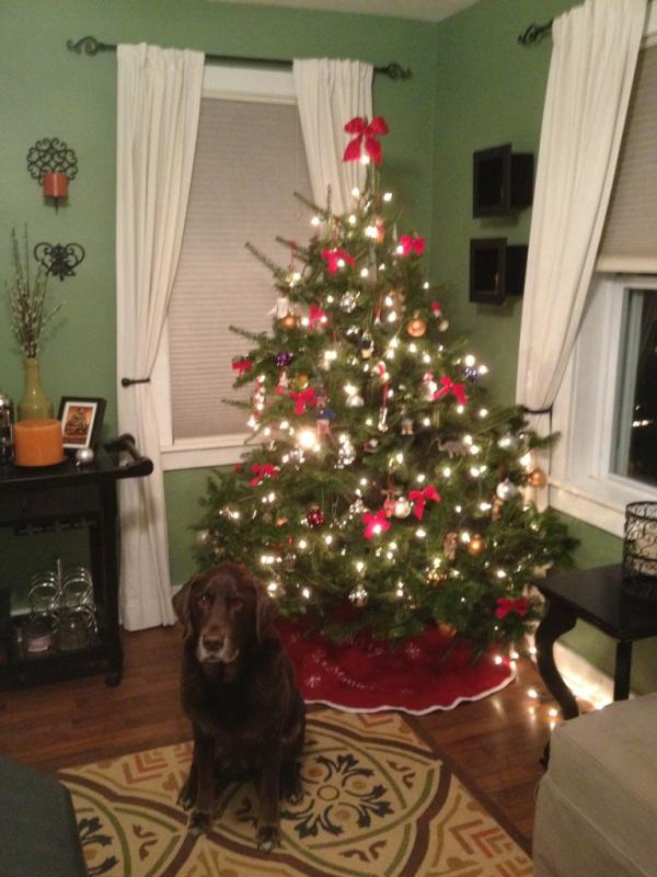 AlexKahoe's tweet photo. Christmas tree is up!! http://t.co/rPGkfCo2