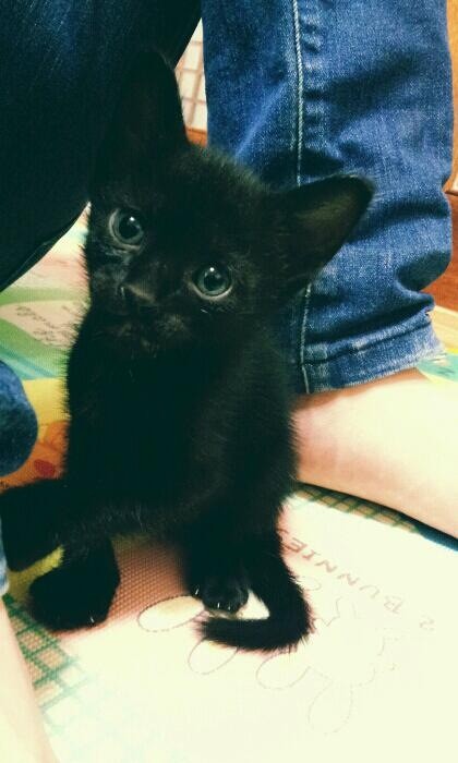 jjune0242's tweet photo. @vocalzoo 우리집 냥이~~~ http://t.co/AYzWcria