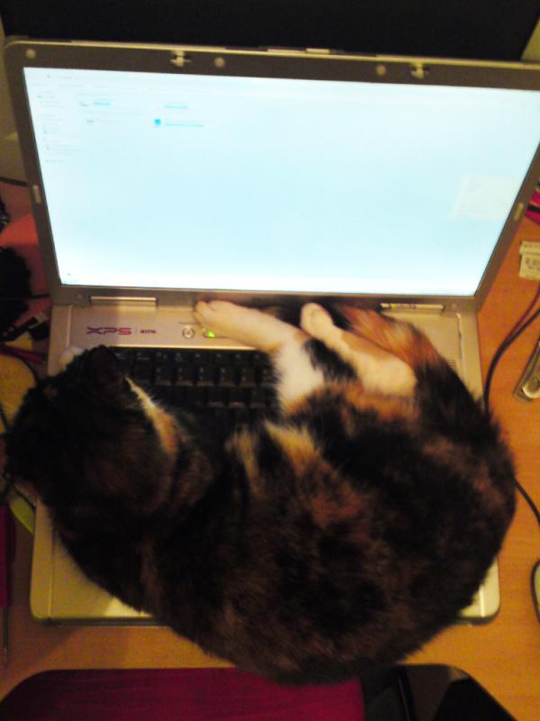 PatriesvdVelden's tweet image. Ooh, dolletjes, dit is lekker warm!!!! #AltControlDelete #WeerIemandDieDeLaptopInpikt #SamenZullenWeAllesEerlijkDelen