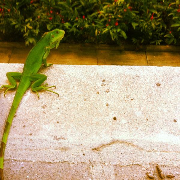 Consulado de Panama (@consuladopanama) on Twitter photo Bello! RT <a href="/canaldepanama/">Canal de Panamá</a>: Seguimos buscando un nombre para nuestro verde amigo. ¿Sugerencias? #canaldepanama #panama Bello! RT <a href="/canaldepanama/">Canal de Panamá</a>: Seguimos buscando un nombre para nuestro verde amigo. ¿Sugerencias? #canaldepanama #panama