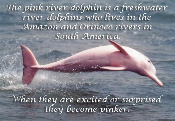 AnimalEdventure's tweet photo. #AnimalFacts http://t.co/bIWVKye1