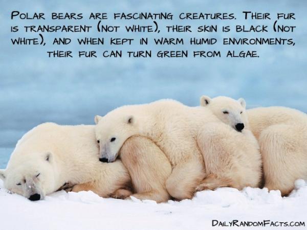 AnimalEdventure's tweet photo. #AnimalFacts http://t.co/dyz9Vozi