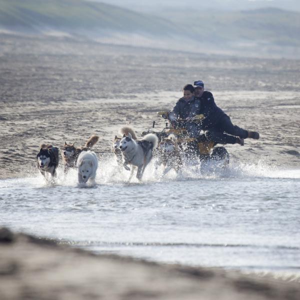 Querido_kind's tweet image. Afsluiting presentatie #ijsbarbaar: met een sledehondentocht op het strand van Scheveningen. Super indrukwekkend!