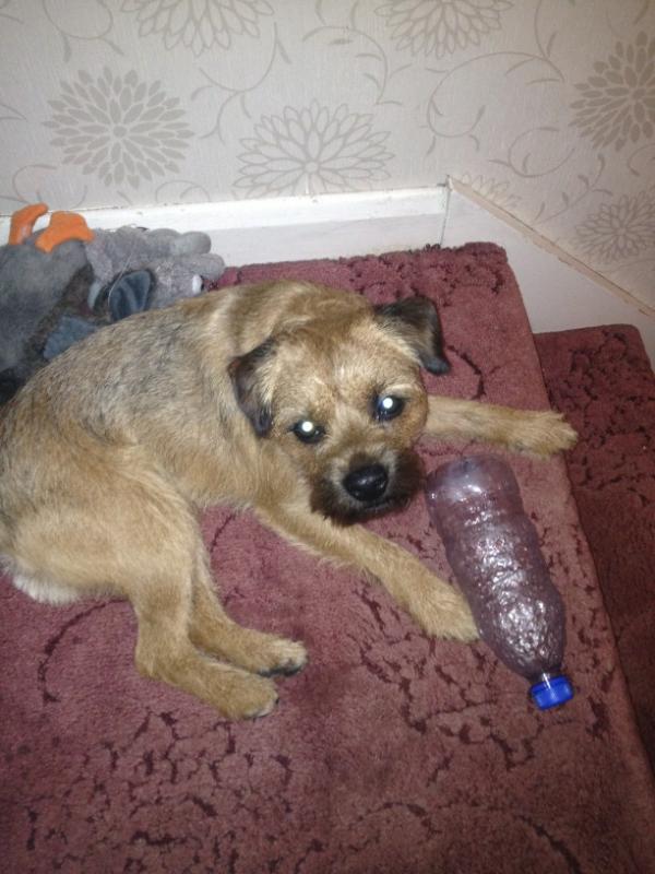 andyt89's tweet image. All the toys in the world yet a plastic bottle never gets old. #simpledog