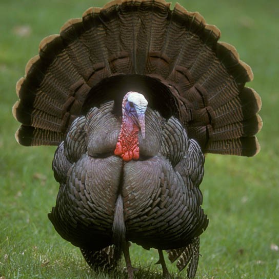AnimalEdventure's tweet photo. HAPPY THANKSGIVING TO ALL, AND TO ALL, STUFFED BELLIES!!! #Happy Thanksgiving http://t.co/29S32CI7
