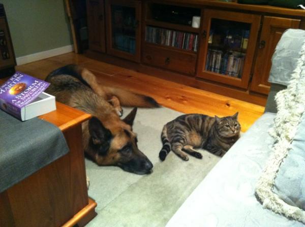 Snee52's tweet photo. Babysitting my friends cat. She loves Luther and he loves her. She is seeking comfort here after I clipped her nails http://t.co/CISGArd3