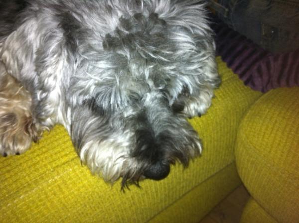 One of Slowpoke's resident doggys  :-)