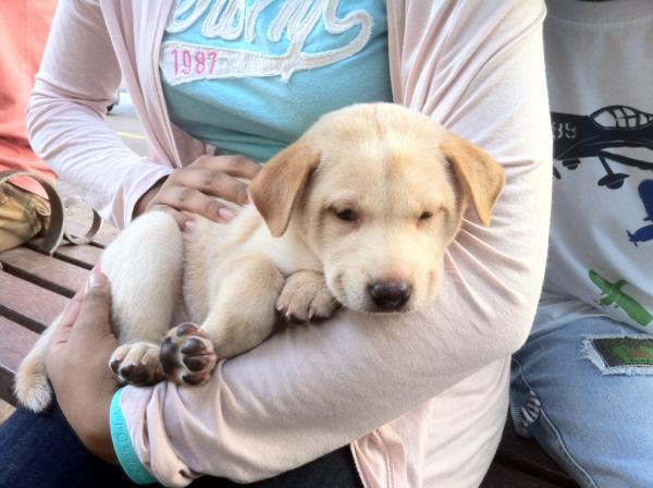 simdads's tweet image. finally got a dog, layla! &amp;lt;3 &amp;lt;3 &amp;lt;3 #yay