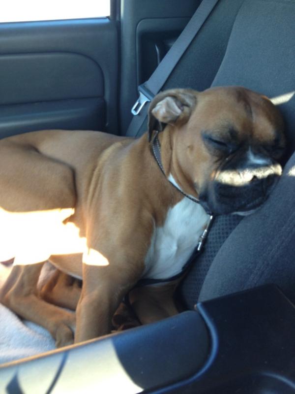 PoochThaTruth's tweet photo. Are we there yet??? http://t.co/RgEyXhnr
