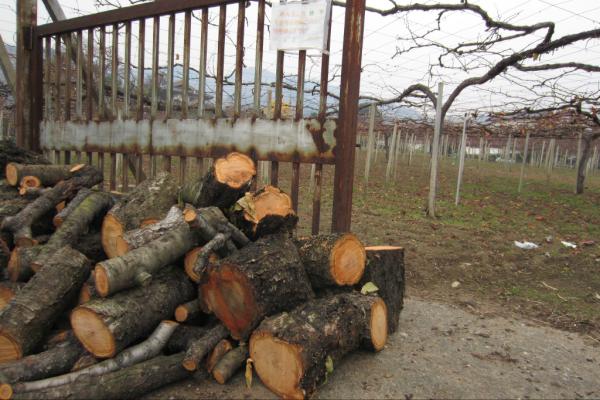 ミーシャ 薪ストーブや燃料として欲しい方は必見 笛吹市内の桃畑やぶどう畑では 剪定した枝木がたくさんあり 毎年使い道がないため困っています 畑の角に ご自由にどうぞ といった看板があります 欲しい方は是非 ストーブ 燃料 枝木 畑 無料